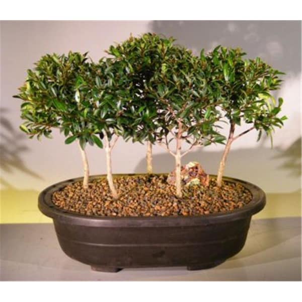 Paisaje Flowering Brush Cherry Bonsai Tree - Five Forest Group - Eugenia Myrtifolia PA2802584 - main
